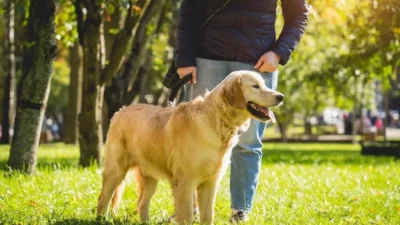nomes para cachorro masculino