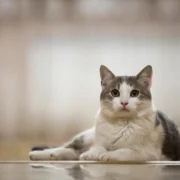 nomes para gato fêmea