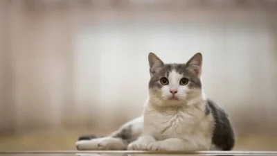 nomes para gato fêmea