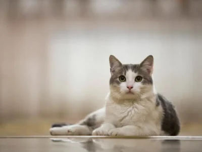 nomes para gato fêmea
