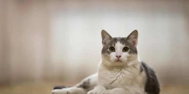 nomes para gato fêmea