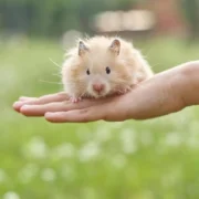 o que hamster come