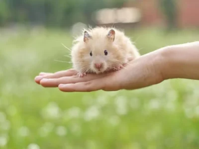 o que hamster come