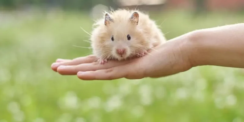 o que hamster come