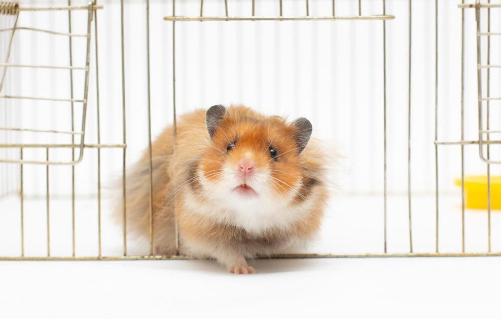 Quais são os fatores que afetam a longevidade dos hamsters? Quais são os fatores que afetam a longevidade dos hamsters?