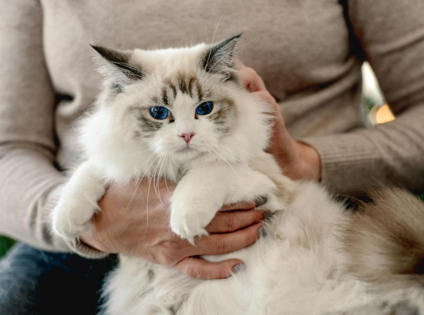 Alimentação adequada para gatos constipados: dicas e cuidados Alimentação adequada para gatos constipados: dicas e cuidados