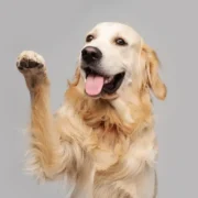 cachorro mancando