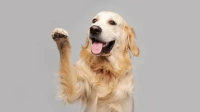 cachorro mancando