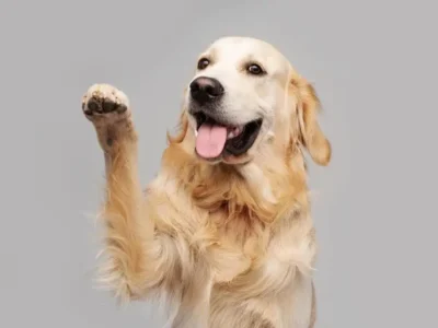 cachorro mancando