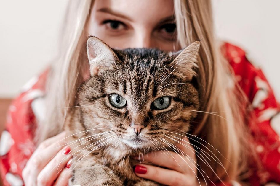 Como prevenir brigas entre gatos no ambiente doméstico Como prevenir brigas entre gatos no ambiente doméstico