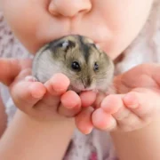 cuidados com hamsters