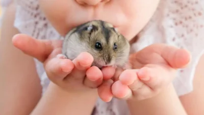 cuidados com hamsters