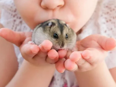 cuidados com hamsters