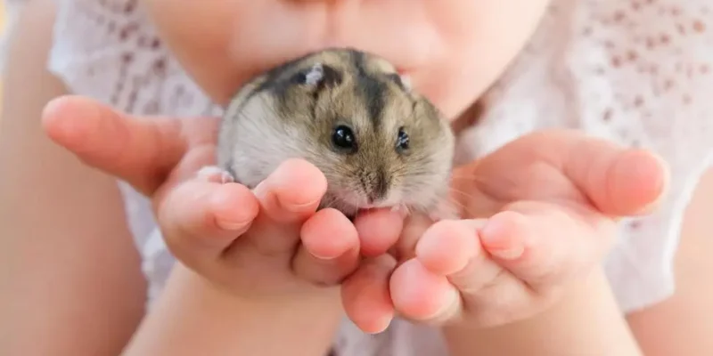 cuidados com hamsters