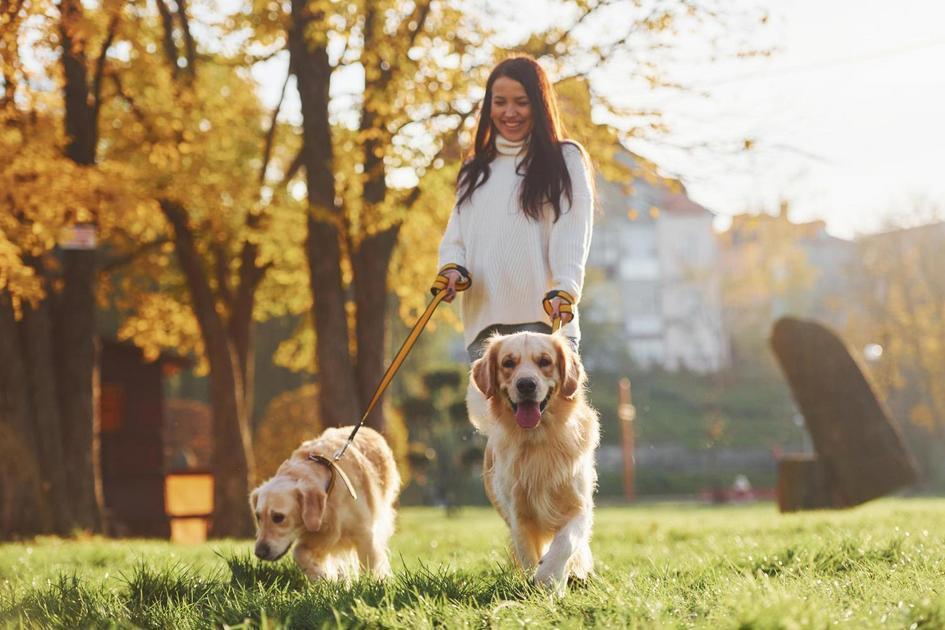 Decisão ecológica: cremação de animais Decisão ecológica: cremação de animais