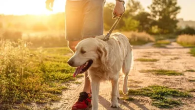 dicas para passear com o cachorro