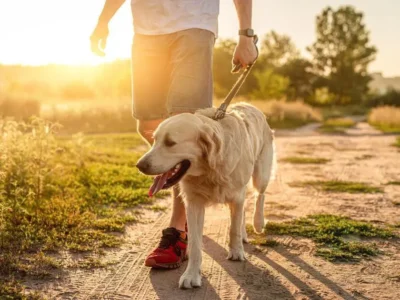 dicas para passear com o cachorro