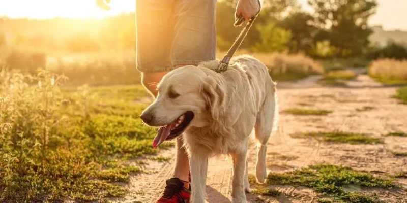 dicas para passear com o cachorro