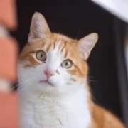 gato constipado o que fazer