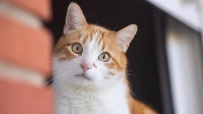 gato constipado o que fazer