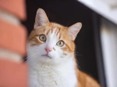 gato constipado o que fazer