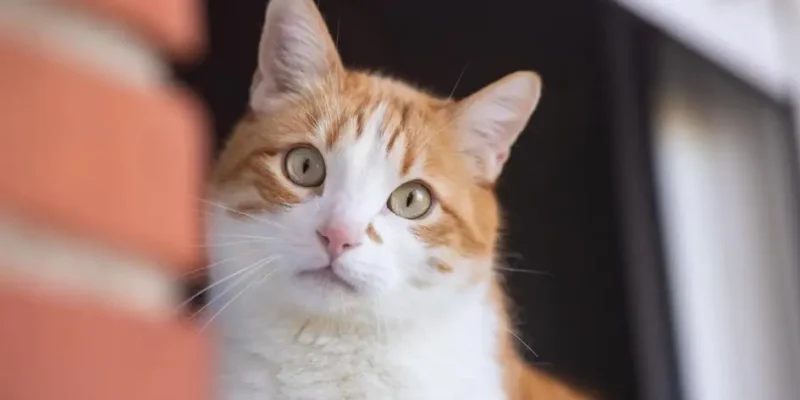 gato constipado o que fazer