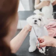 ideias de nome para cachorro masculino