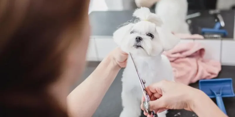 ideias de nome para cachorro masculino