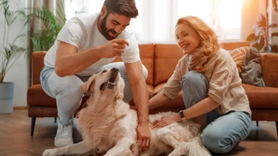inflamação no ouvido do cachorro
