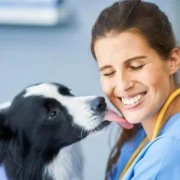 inseminação cachorro