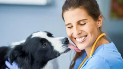 inseminação cachorro