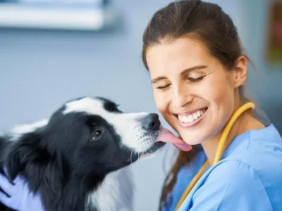 inseminação cachorro