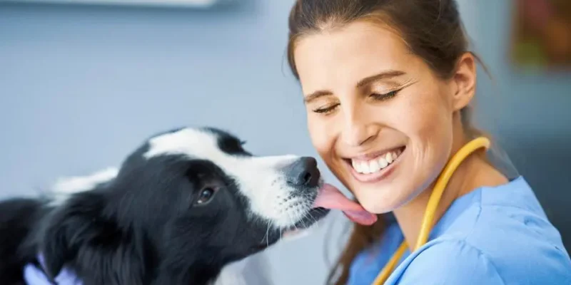 inseminação cachorro