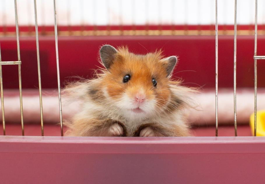 Maneiras eficazes de prevenir problemas de saúde em hamsters Maneiras eficazes de prevenir problemas de saúde em hamsters