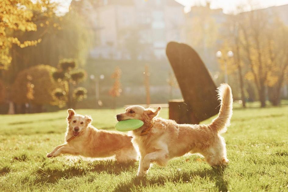 Nomes de cachorros famosos do cinema para se inspirar Nomes de cachorros famosos do cinema para se inspirar
