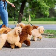 nomes de cachorros pequenos masculino