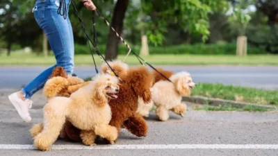nomes de cachorros pequenos masculino
