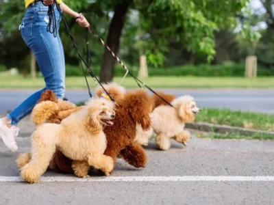 nomes de cachorros pequenos masculino