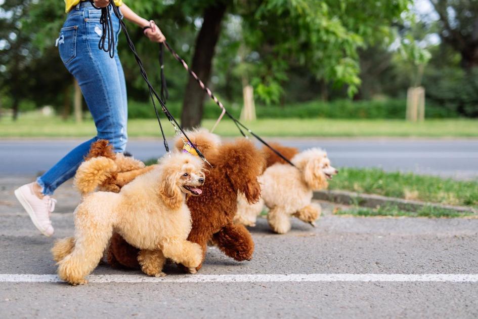 Os principais erros a evitar ao cuidar de filhotes de cachorro Os principais erros a evitar ao cuidar de filhotes de cachorro