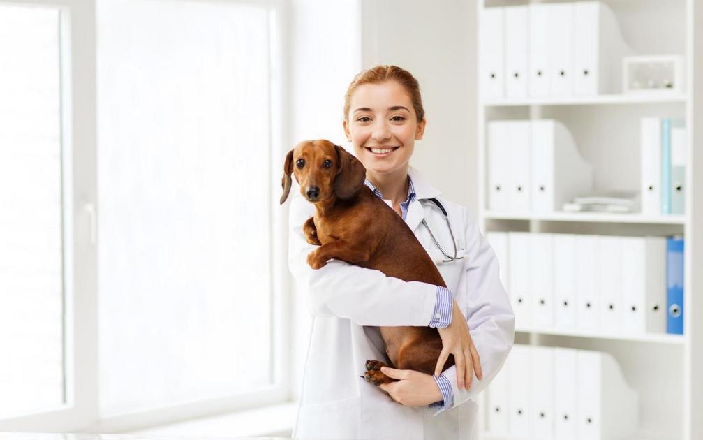 Principais causas de inflamação no ouvido do cachorro Principais causas de inflamação no ouvido do cachorro
