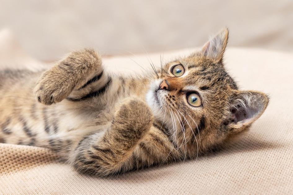 Sinais de que seus gatos estão brigando e o que fazer Sinais de que seus gatos estão brigando e o que fazer
