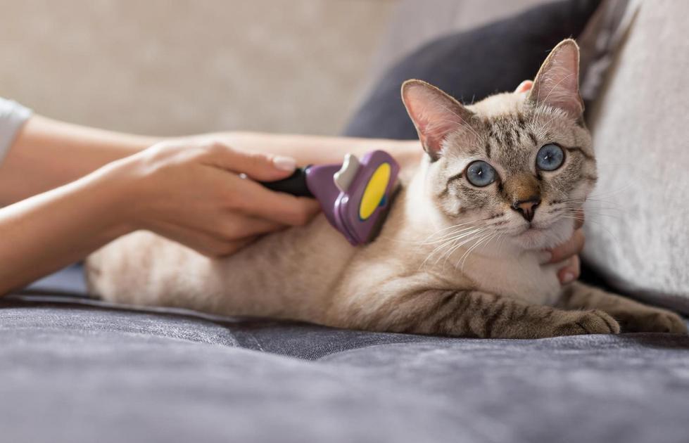 Tipos comuns de tumores em gatos Tipos comuns de tumores em gatos