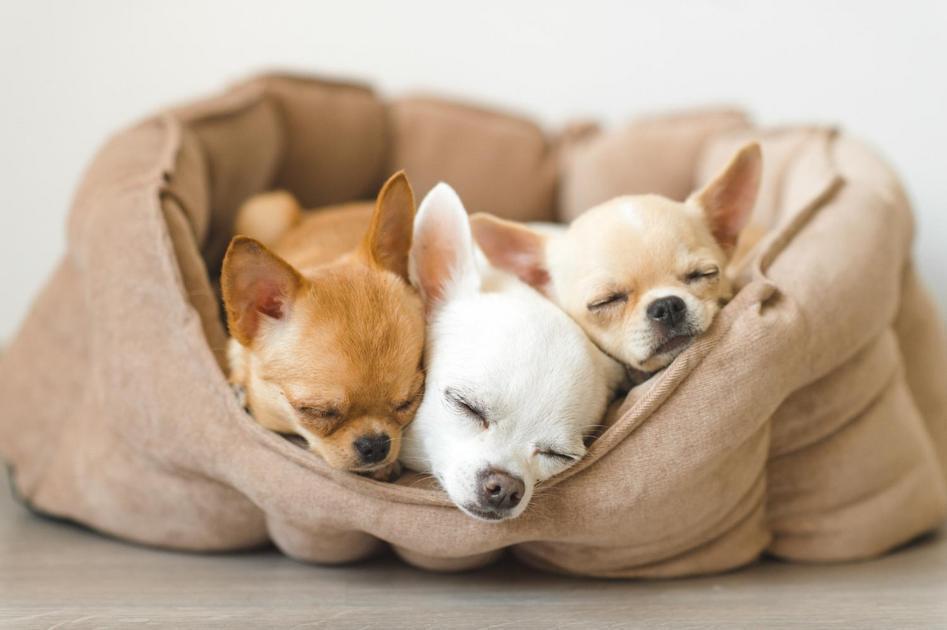 Treinamento adequado para ensinar o cachorro a parar de latir excessivamente Treinamento adequado para ensinar o cachorro a parar de latir excessivamente