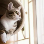 tumor em gatos