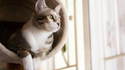 tumor em gatos