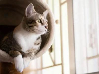 tumor em gatos
