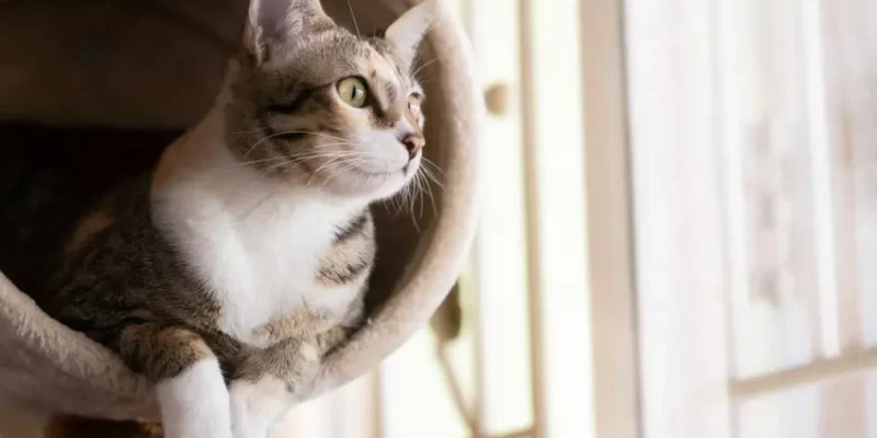 tumor em gatos