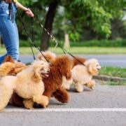 10 razões pelas quais ter um animal de estimação é bom para a sua saúde