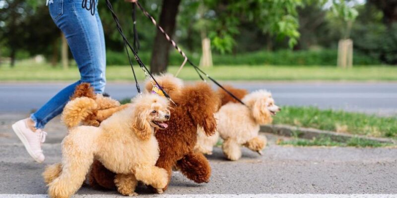 10 razões pelas quais ter um animal de estimação é bom para a sua saúde