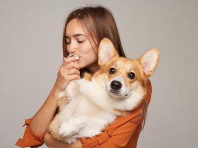 adestramento de cães